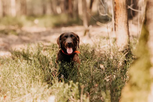 Pies do adopcji, Czartki, 24 kwietnia 2025 (2/5)