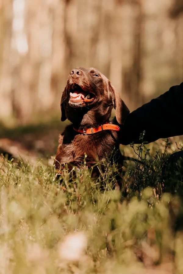 Pies do adopcji, Czartki, 24 kwietnia 2025 (3/5)