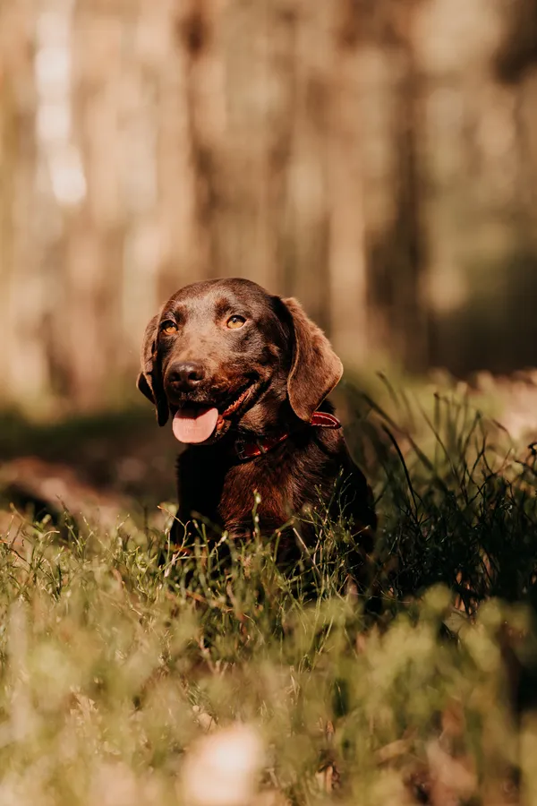 Pies do adopcji, Czartki, 24 kwietnia 2025 (4/5)