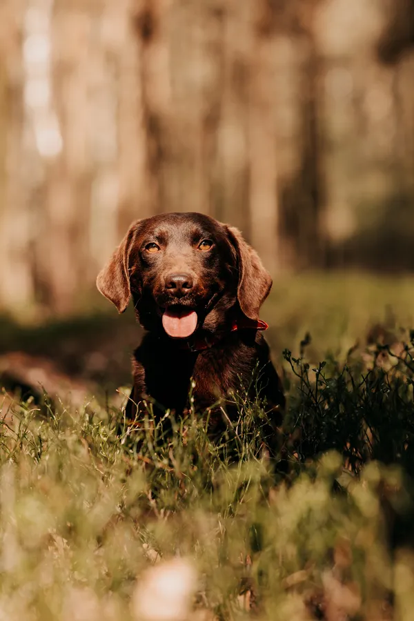 Pies do adopcji, Czartki, 24 kwietnia 2025 (5/5)