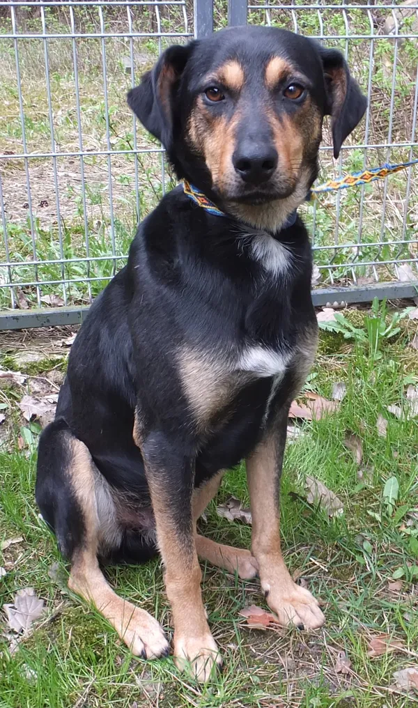 Znaleziono psa, Nowa Krępa, 11 kwietnia 2025