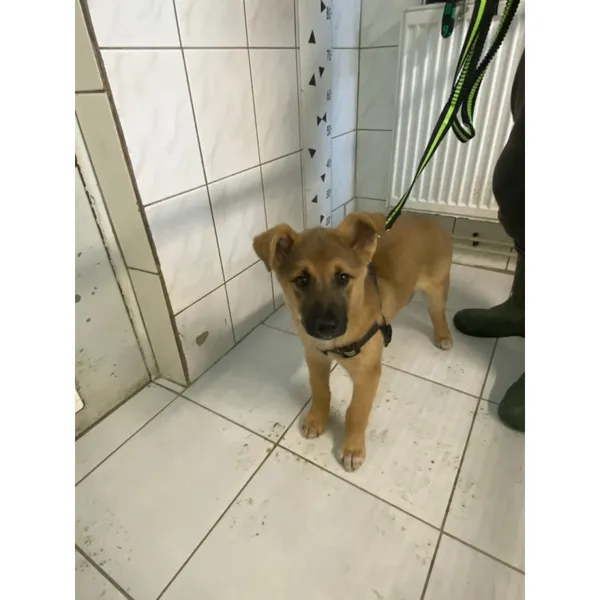 Znaleziono psa, Białystok, 31 marca 2025