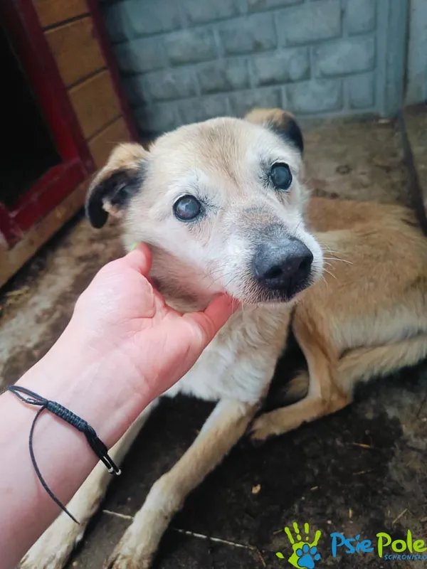 Znaleziono psa, Racławice, 23 kwietnia 2025 (1/5)