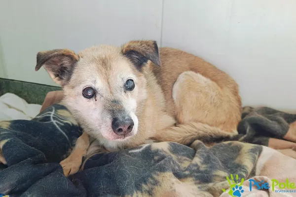 Znaleziono psa, Racławice, 23 kwietnia 2025 (4/5)