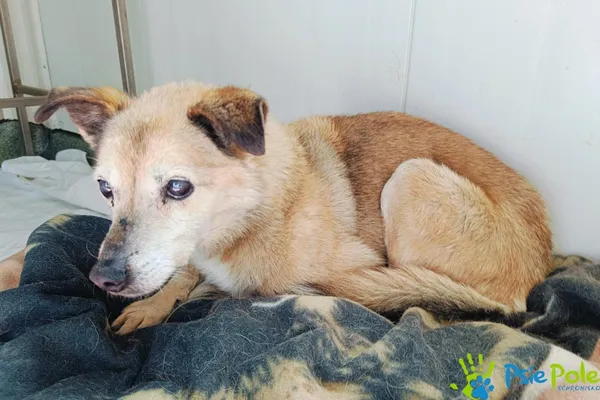 Znaleziono psa, Racławice, 23 kwietnia 2025 (5/5)