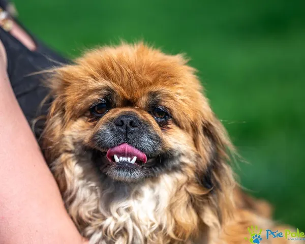 Znaleziono psa, Racławice, 20 kwietnia 2025 (1/5)