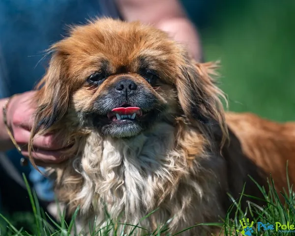 Znaleziono psa, Racławice, 20 kwietnia 2025 (5/5)