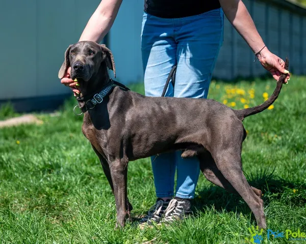 Znaleziono psa, Racławice, 18 kwietnia 2025 (1/5)