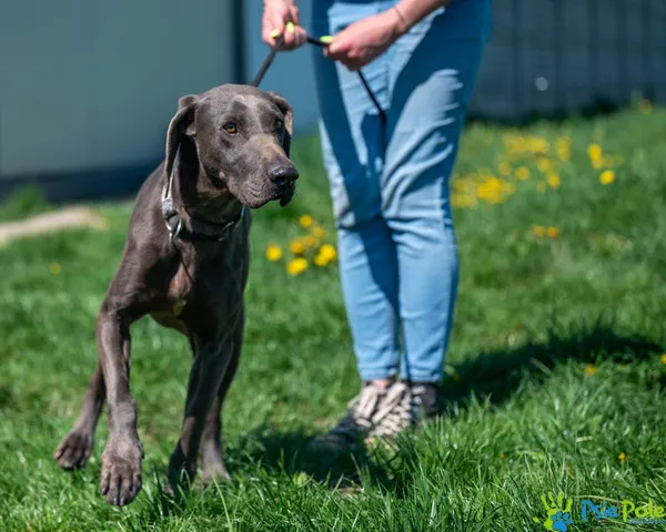 Znaleziono psa, Racławice, 18 kwietnia 2025 (4/5)