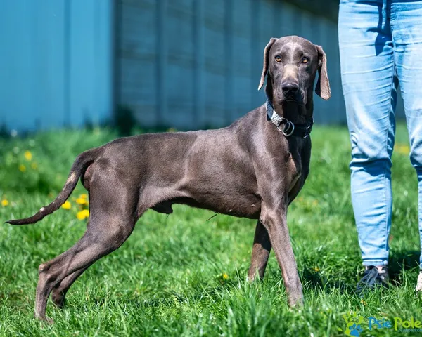 Znaleziono psa, Racławice, 18 kwietnia 2025 (5/5)