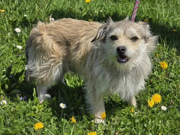 Pies do adopcji, Ropczyce, 24 kwietnia 2025