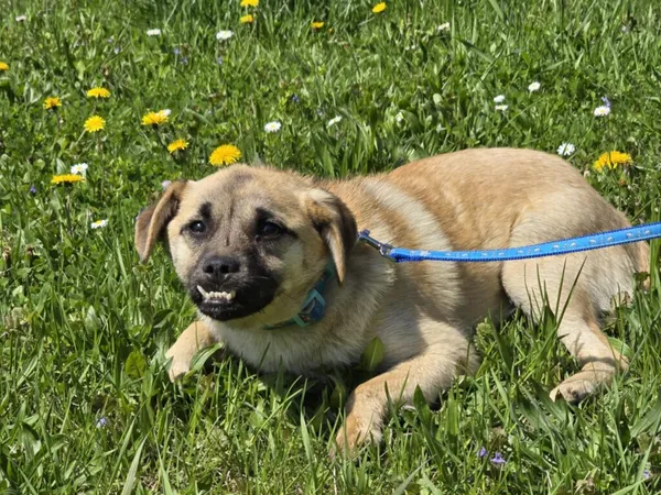 Pies do adopcji, Ropczyce, 24 kwietnia 2025