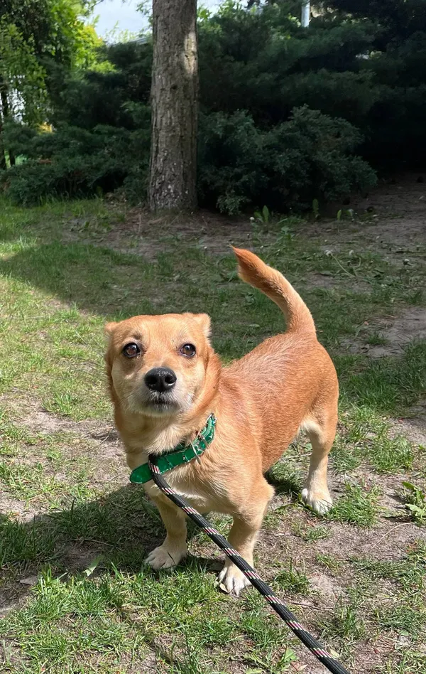 Pies do adopcji, Włocławek, 23 kwietnia 2025 (1/5)