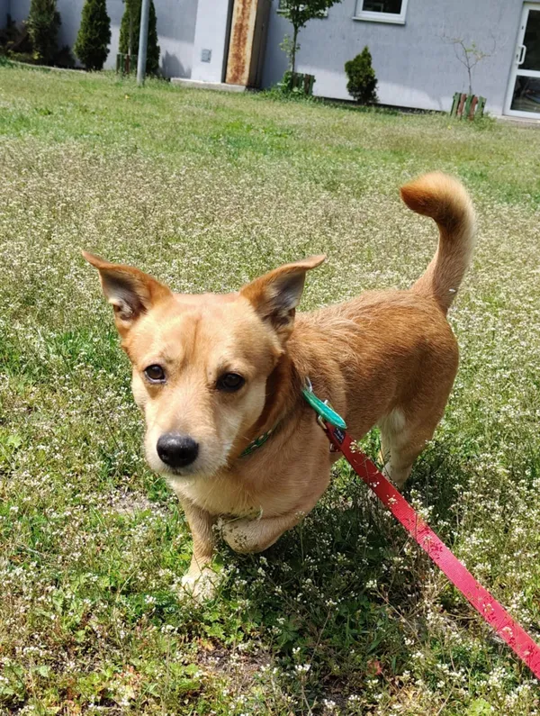 Pies do adopcji, Włocławek, 23 kwietnia 2025 (2/5)