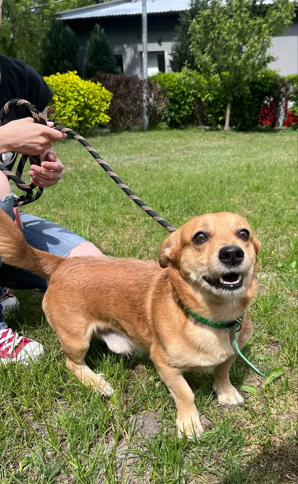 Pies do adopcji, Włocławek, 23 kwietnia 2025 (3/5)