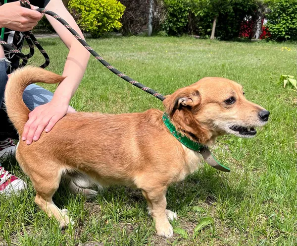 Pies do adopcji, Włocławek, 23 kwietnia 2025 (4/5)