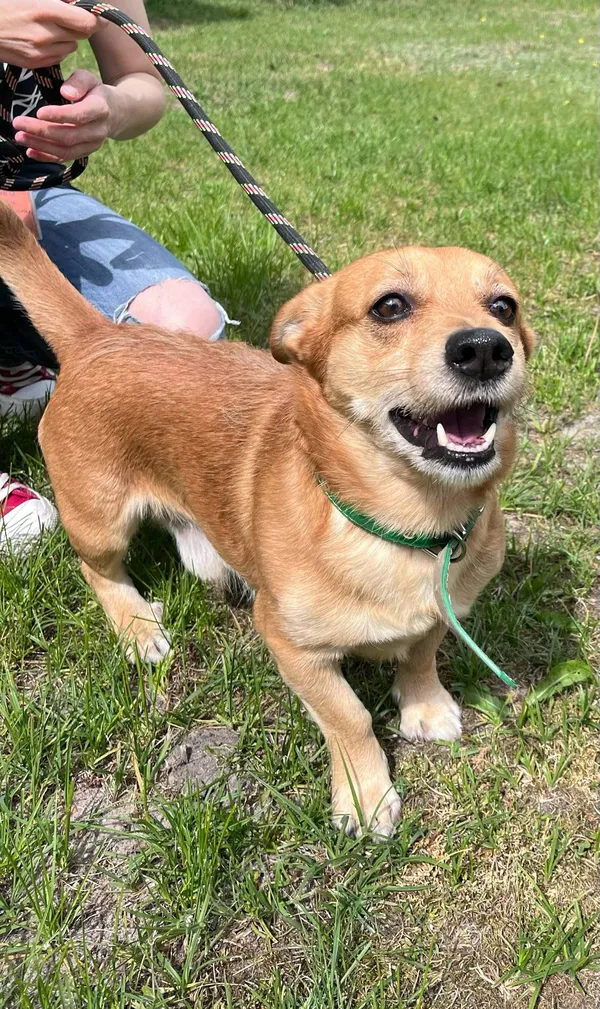 Pies do adopcji, Włocławek, 23 kwietnia 2025 (5/5)