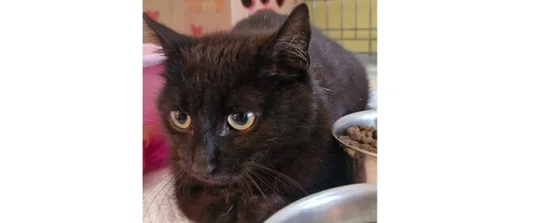 Kot do adopcji, Wrocław, 22 kwietnia 2025