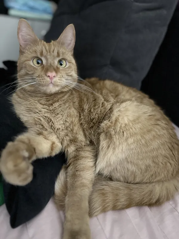 Zaginął kot, Łódź, 24 kwietnia 2025