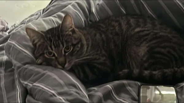 Zaginął kot, Łódź, 24 kwietnia 2025