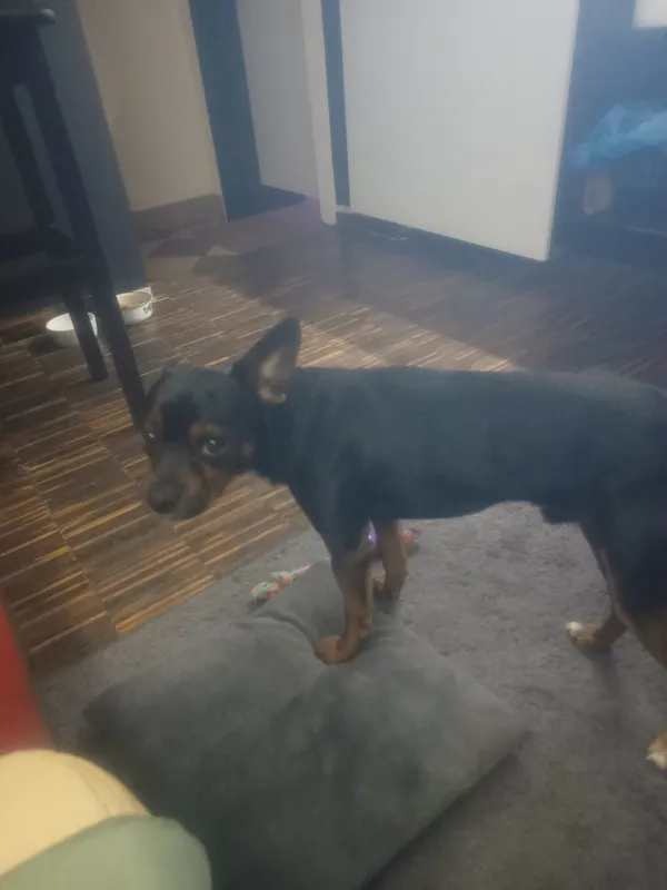 Zaginął pies, Łódź, 24 kwietnia 2025