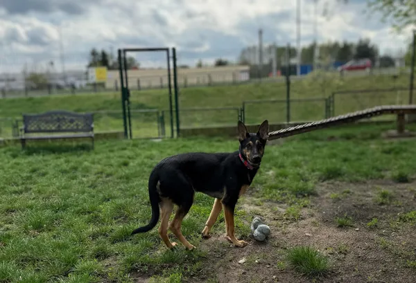 Pies do adopcji, Bydgoszcz, 29 kwietnia 2025 (1/5)