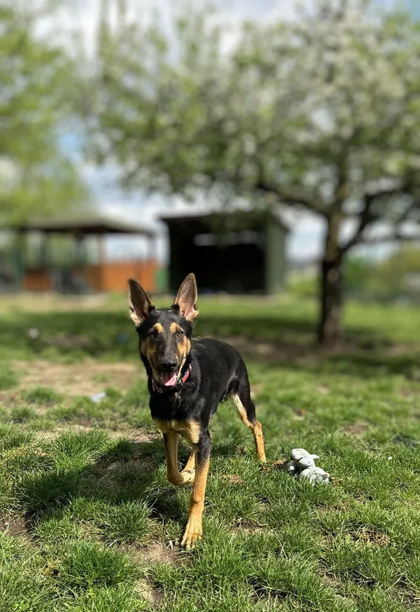 Pies do adopcji, Bydgoszcz, 29 kwietnia 2025 (2/5)