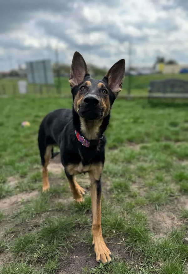 Pies do adopcji, Bydgoszcz, 29 kwietnia 2025 (3/5)