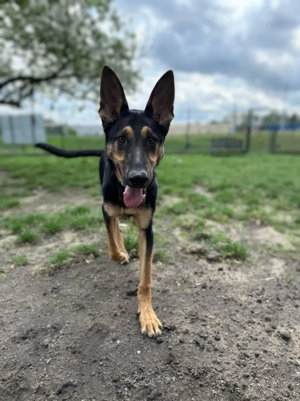 Pies do adopcji, Bydgoszcz, 29 kwietnia 2025 (4/5)