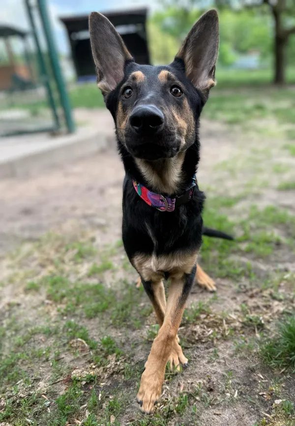 Pies do adopcji, Bydgoszcz, 29 kwietnia 2025 (5/5)