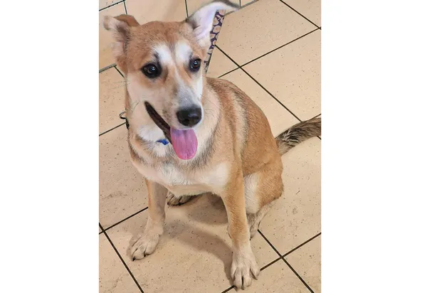 Pies do adopcji, Wrocław, 24 kwietnia 2025