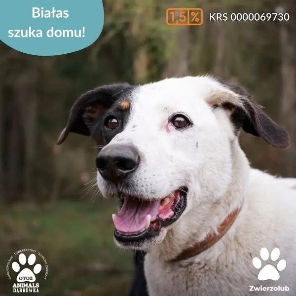 Pies do adopcji, Dąbrówka, 24 kwietnia 2025 (1/5)