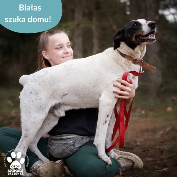 Pies do adopcji, Dąbrówka, 24 kwietnia 2025 (2/5)