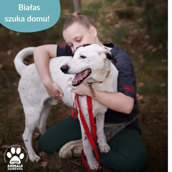 Pies do adopcji, Dąbrówka, 24 kwietnia 2025 (3/5)