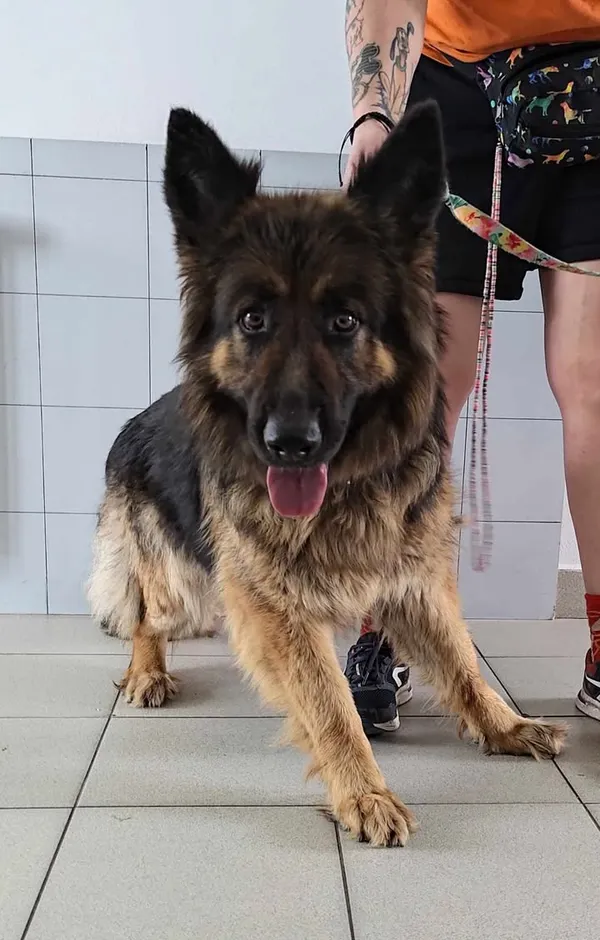 Znaleziono psa, Lublin, 24 kwietnia 2025