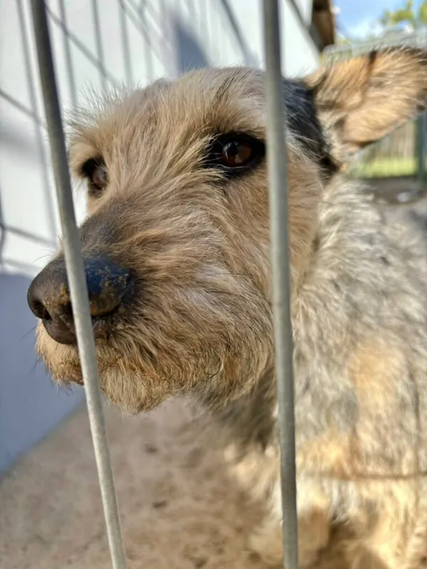 Pies do adopcji, Przyborówko, 6 czerwca 2025 (1/4)