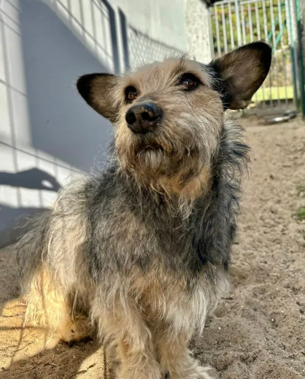 Pies do adopcji, Przyborówko, 6 czerwca 2025 (2/4)