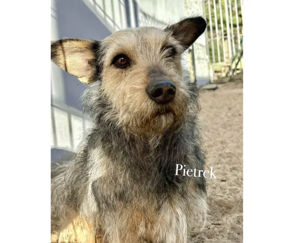 Pies do adopcji, Przyborówko, 6 czerwca 2025 (3/4)