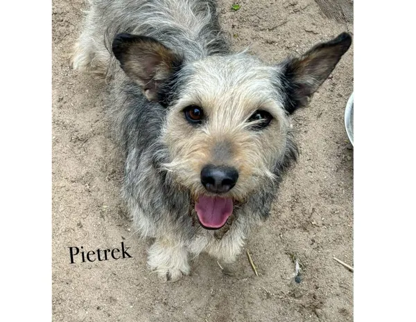 Pies do adopcji, Przyborówko, 6 czerwca 2025 (4/4)