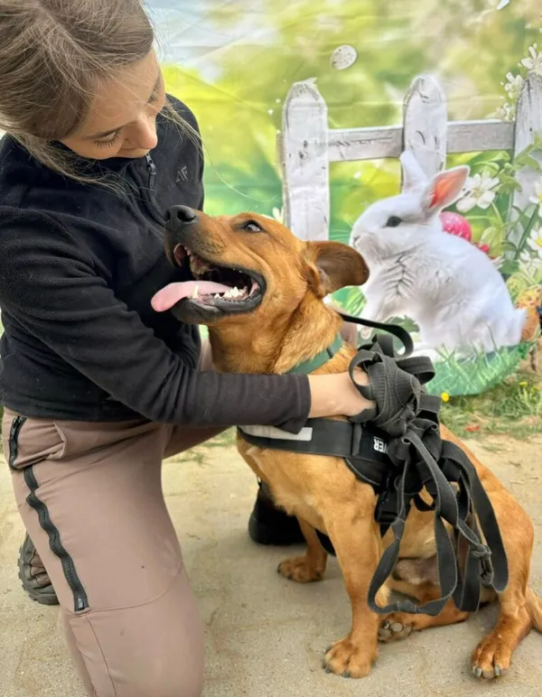 Pies do adopcji, Przyborówko, 24 kwietnia 2025 (2/3)