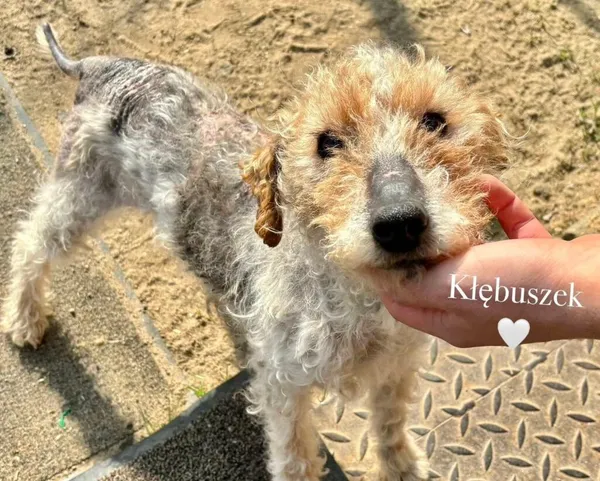 Pies do adopcji, Przyborówko, 15 lipca 2025 (1/4)