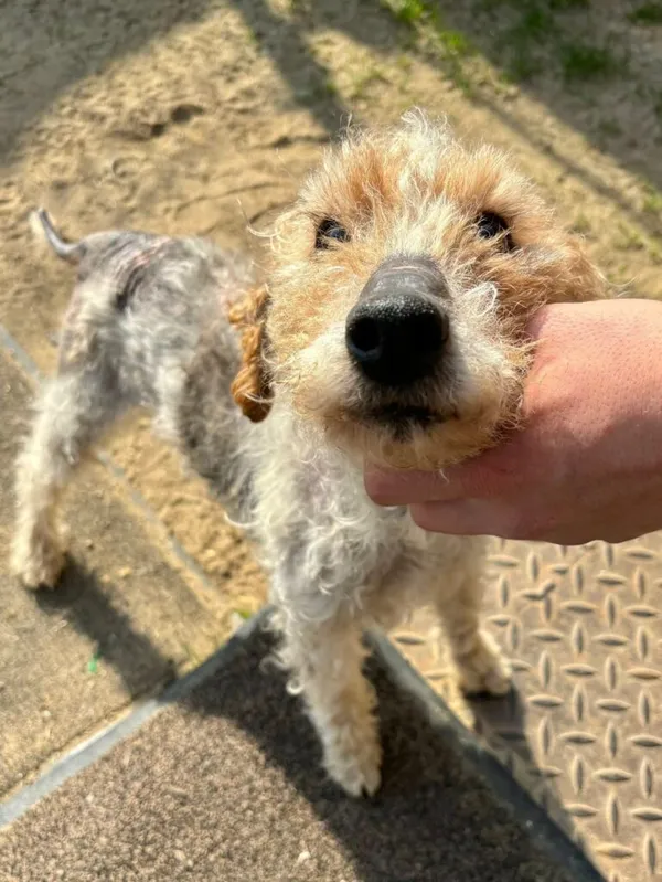 Pies do adopcji, Przyborówko, 15 lipca 2025 (2/4)