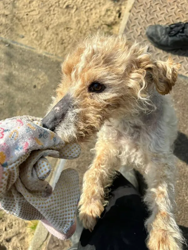 Pies do adopcji, Przyborówko, 15 lipca 2025 (3/4)