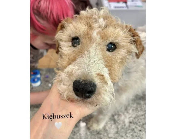 Pies do adopcji, Przyborówko, 15 lipca 2025 (4/4)