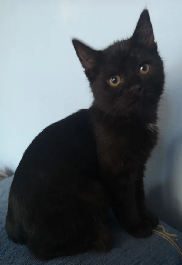 Zaginął kot, Kraków, Bieżanów, 25 kwietnia 2025 (1/5)