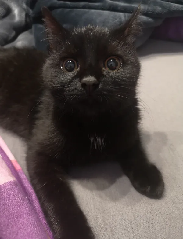 Zaginął kot, Kraków, Bieżanów, 25 kwietnia 2025 (2/5)