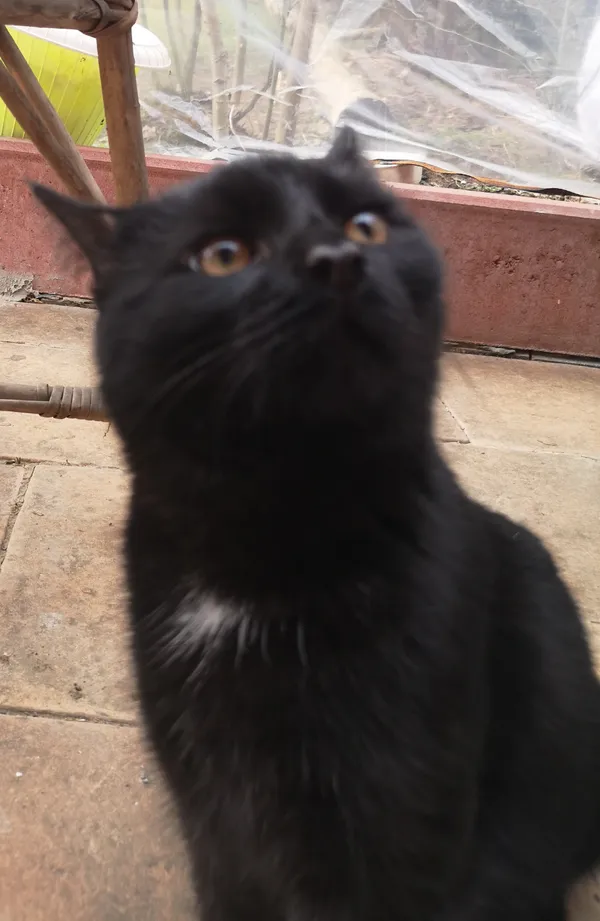 Zaginął kot, Kraków, Bieżanów, 25 kwietnia 2025 (4/5)