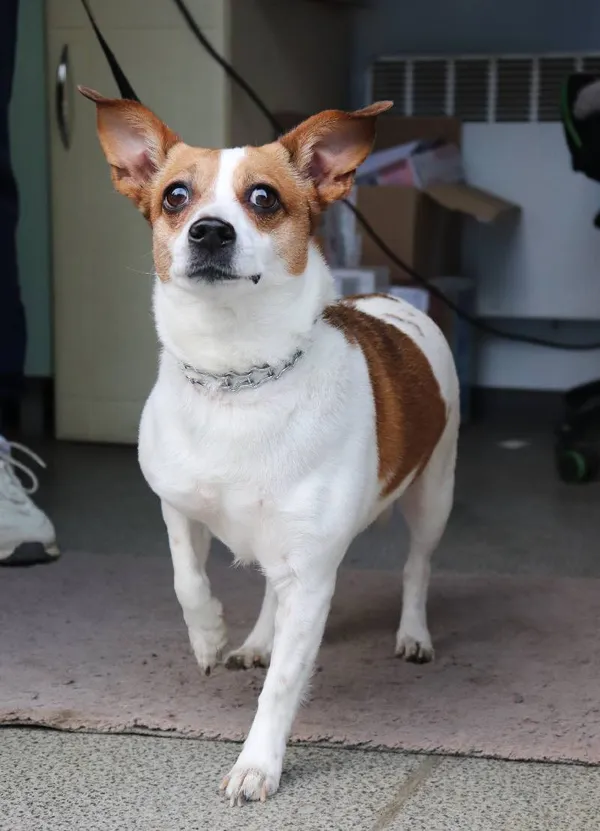 Znaleziono psa, Łódź, 24 kwietnia 2025 (1/5)