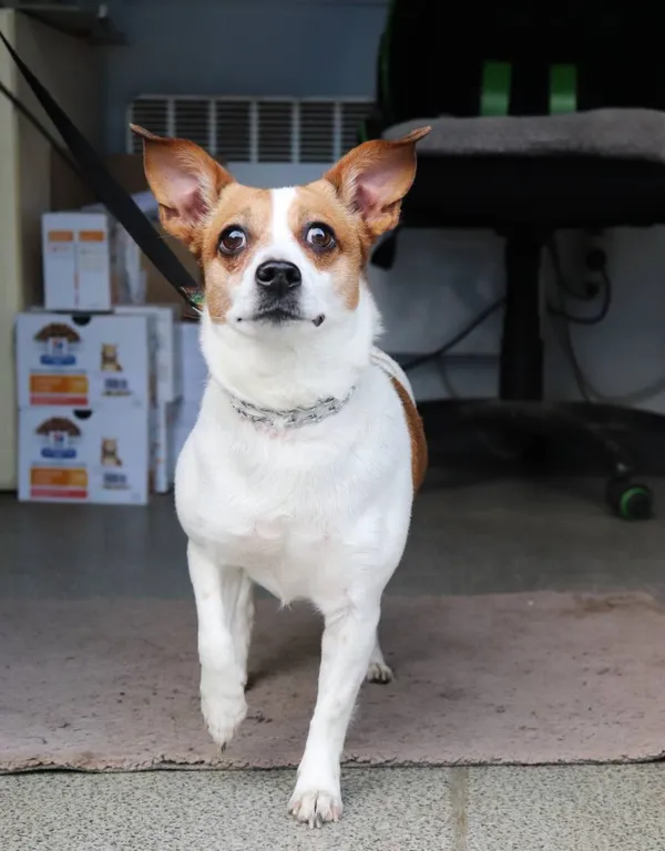 Znaleziono psa, Łódź, 24 kwietnia 2025 (2/5)