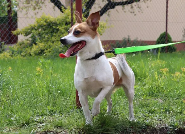 Znaleziono psa, Łódź, 24 kwietnia 2025 (4/5)